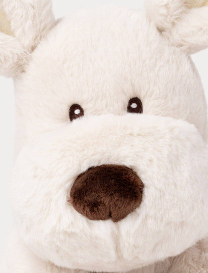 Teddy Mocca, Chien, Grand